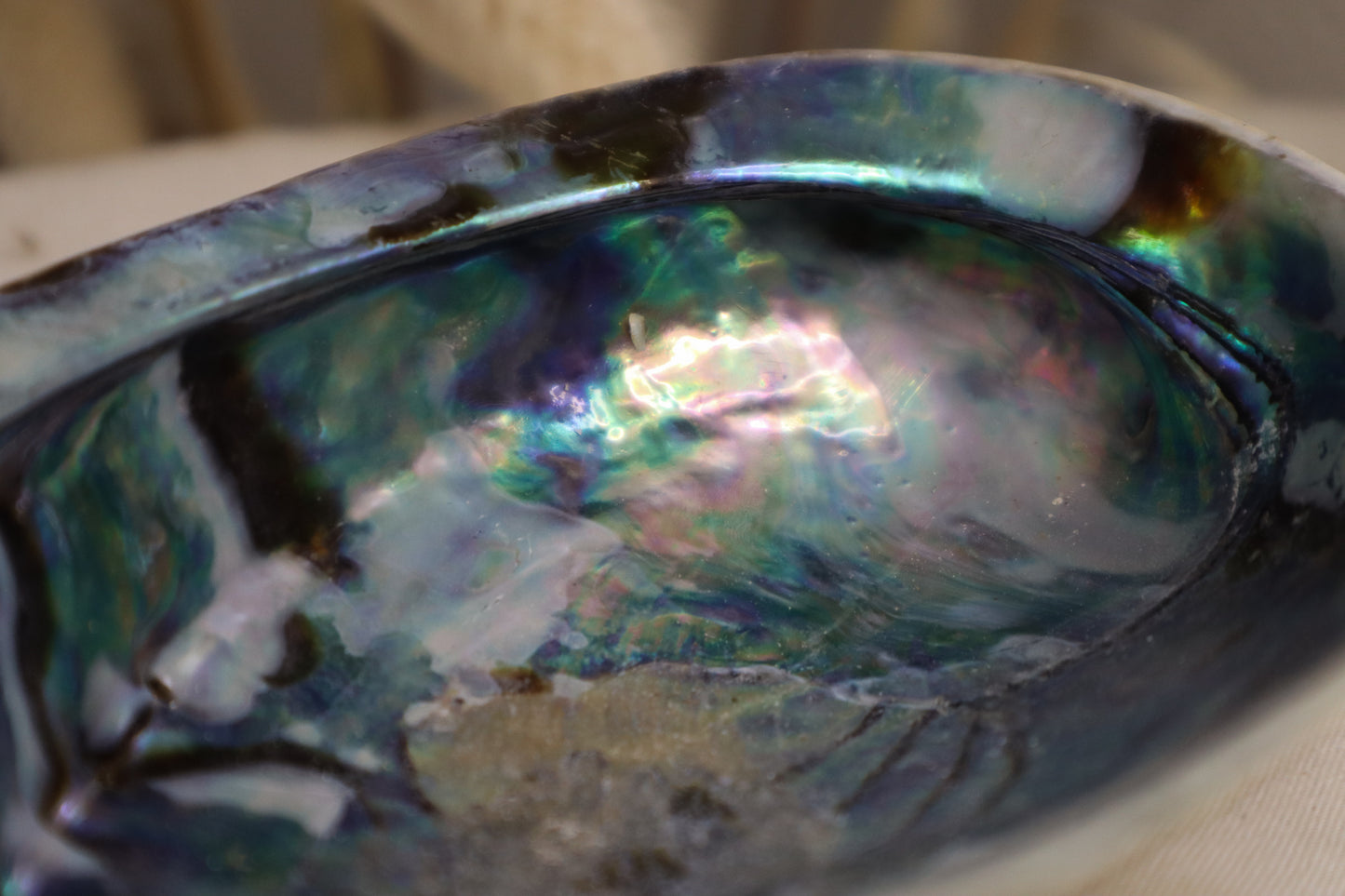 COQUILLAGE ABALONE
