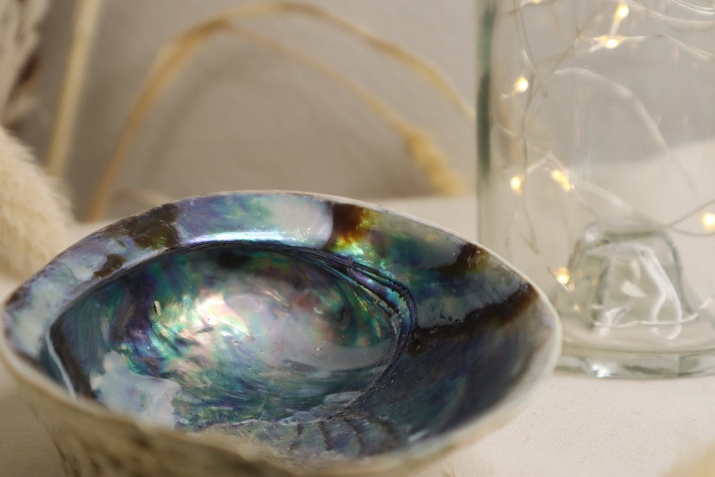 COQUILLAGE ABALONE