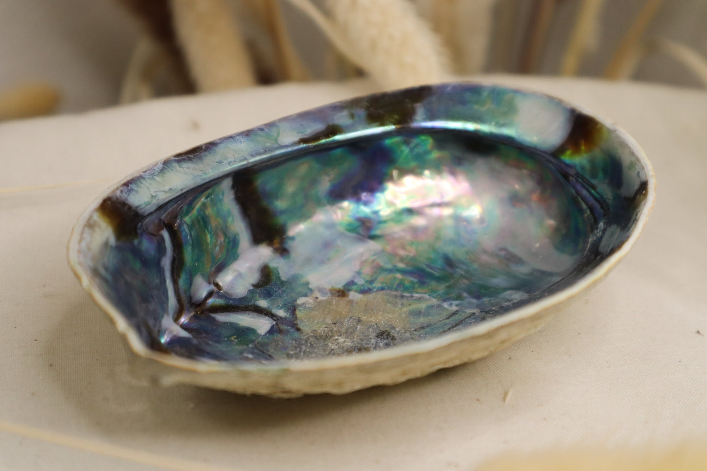 COQUILLAGE ABALONE